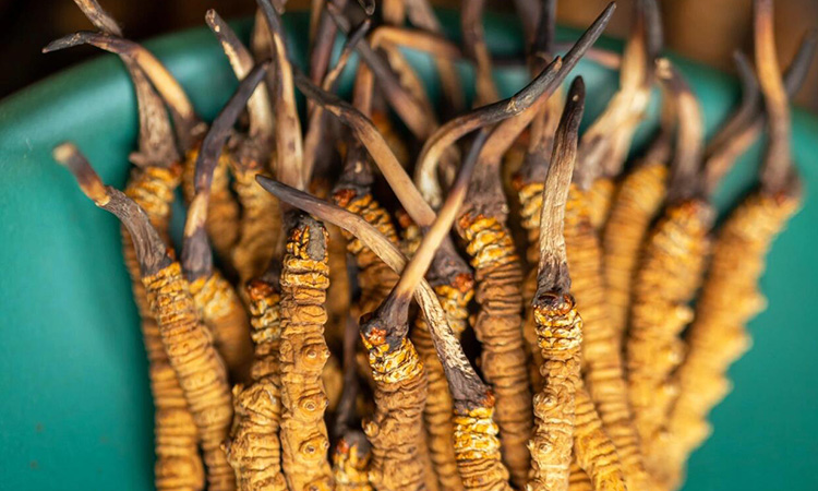 人參配冬蟲夏草泡酒：掌握 4 大關鍵，泡出滋補佳釀